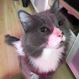 Meet your Posher, Jojo